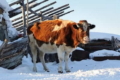 Узимку на вигульних майданчиках температура води для напування корів має бути 14-16 °С
