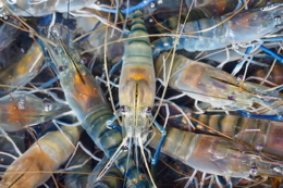 Що стримує розвиток креветківництва в Україні