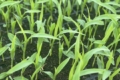 На Миколаївщині наприкінці червня збиратимуть цукрову кукурудзу