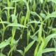 На Миколаївщині наприкінці червня збиратимуть цукрову кукурудзу