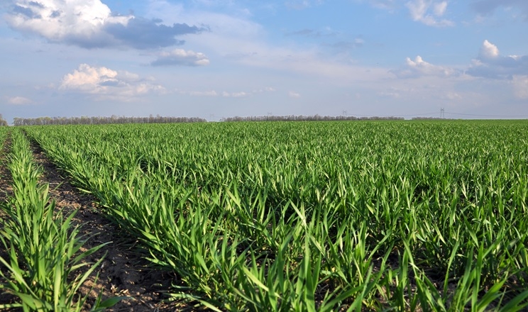Зернові без «дводольних» конкурентів: як захистити посіви