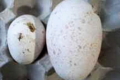 Занадто дрібні індичі яйця не закладають на інкубацію