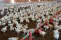 На форумі Poultry Farming птахівники дізнаються про нові виклики Salmonella gallinarum