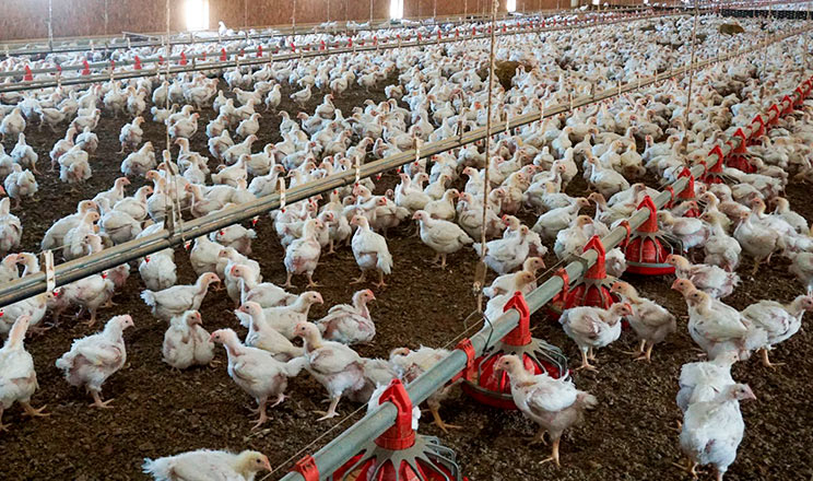 На форумі Poultry Farming птахівники дізнаються про нові виклики Salmonella gallinarum