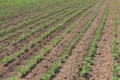 Як забезпечити ефективний ґрунтовий захист соняшнику, кукурудзи та сої