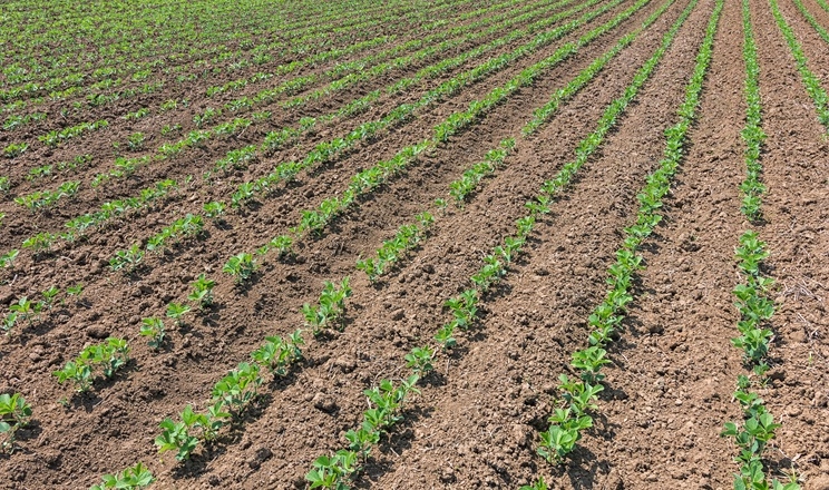 Як забезпечити ефективний ґрунтовий захист соняшнику, кукурудзи та сої
