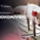 Ветеринарних фахівців свиногосподарств чекають на Міжнародному ветеринарному форумі