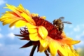 Як захистити соняшник без шкоди для бджіл, – досвід