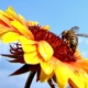 Як захистити соняшник без шкоди для бджіл, – досвід