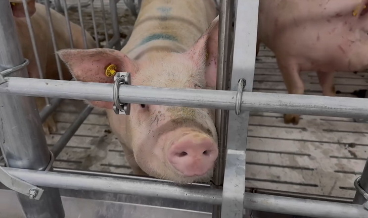 UTAgro відкрила потужний нуклеус данської генетики свиней