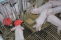 dsm-firmenich розробила нову концепцію адаптивної годівлі свиней