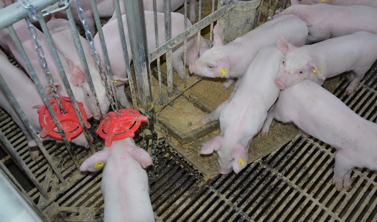 dsm-firmenich розробила нову концепцію адаптивної годівлі свиней