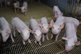 В Україні створюють Альянс виробників свинини для виробничої кооперації