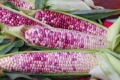У США представили новий червонозерний сорт цукрової кукурудзи