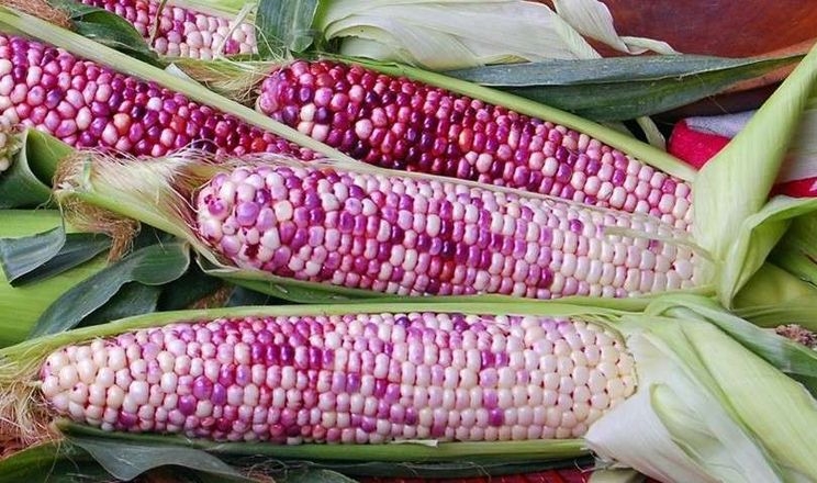 У США представили новий червонозерний сорт цукрової кукурудзи