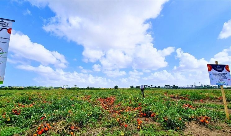 Точні технології на поливі томатів зекономили 40% води