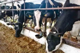 Молочні ферми МХП планують нарости надої до 10 тонн на фуражну корову