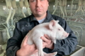 «Генесус Україна» вироблятиме племінних свинок і кнурів на Київщині