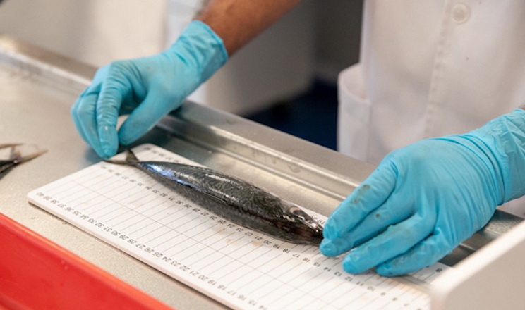 Збільшено державне фінансування наукових досліджень у рибній галузі