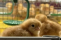 Ще одне угорське господарство може постачати до України курчат та інкубаційні яйця