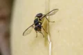 У Франції очікують появи східної плодової мухи