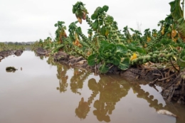 Через дощі виробництво овочів в Англії під загрозою