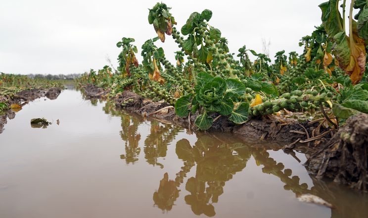 Через дощі виробництво овочів в Англії під загрозою