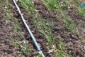 Одеський фермер збільшив посіви цибулі у 2,5 раза