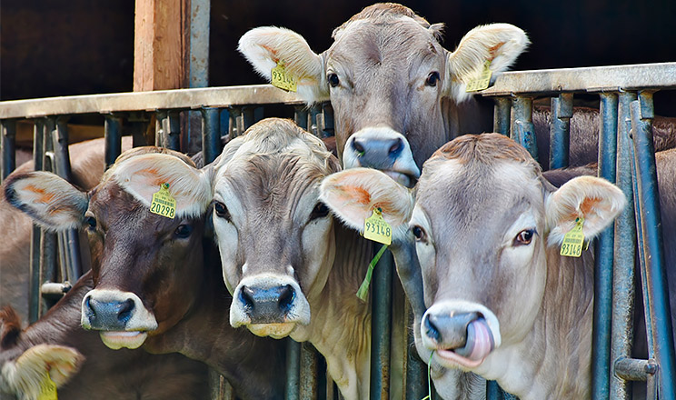 Неспецифічні симптоми мікотоксикозів ускладнюють діагностику