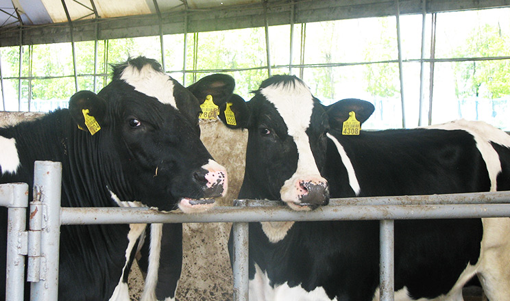 Заходи з підвищення продуктивності корови слід проводити системно