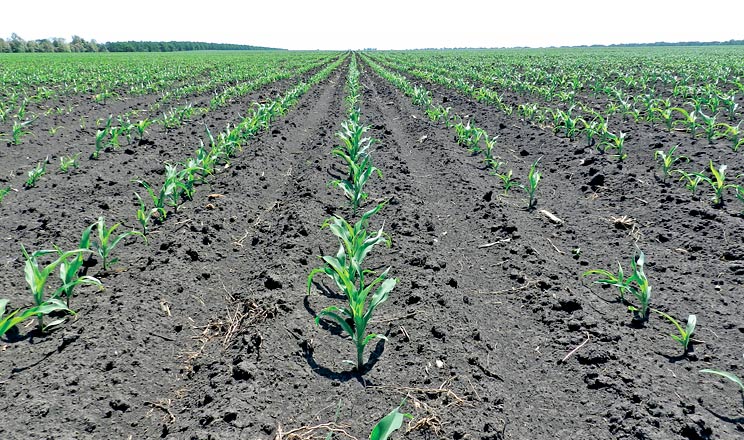 Скорочення застосування КАСу і рідких добрив щонайменше вдвічі зменшує токсичний вплив на мікробіоту ґрунту й дозволяє отримати добрий урожай