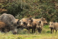 На Полтавщині від АЧС загинуло 14 диких свиней