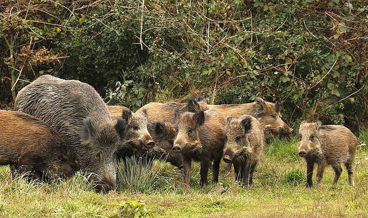 На Полтавщині від АЧС загинуло 14 диких свиней