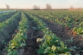 У мережі показали ранню картоплю на полях Одещини
