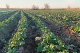 Фермерам порадили препарат проти заморозків на картоплі