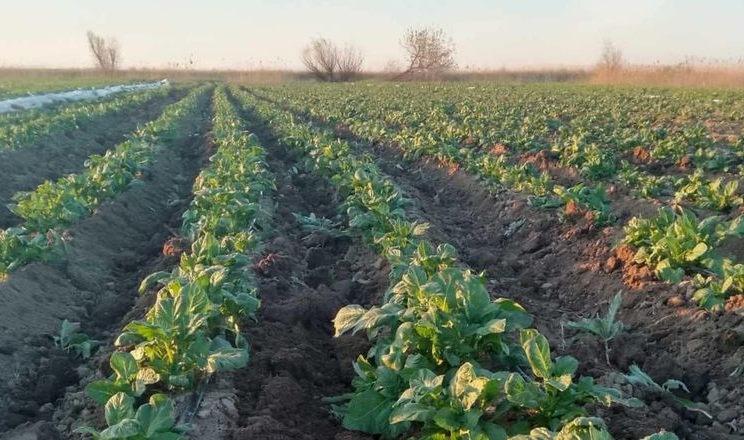 У мережі показали ранню картоплю на полях Одещини