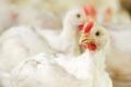 Усе про нові виклики грипу птиці розкажуть на Міжнародному форумі Poultry Farming
