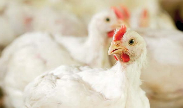 Усе про нові виклики грипу птиці розкажуть на Міжнародному форумі Poultry Farming