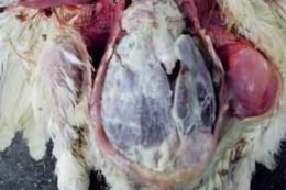 За респіраторного мікоплазмозу в птиці патологоанатомічні зміни виявляють переважно в органах дихання