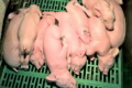 Тарутинська аграрна компанія оновлює свиноферму