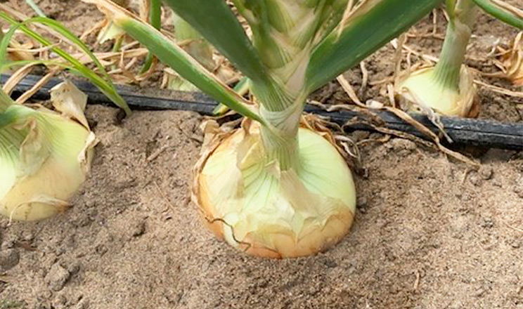Дослідники з Перу визначили вплив біостимуляторів на якість і врожайність ріпчастої цибулі торік