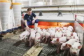 У нуклеусі UTAgro вперше в Україні впроваджено систему обігріву свиней у станках