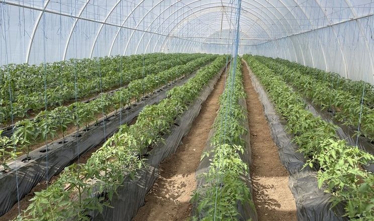 Херсонські фермери збільшують вирощування овочів
