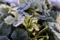 Заморозки спричинили шкоду європейським садівникам