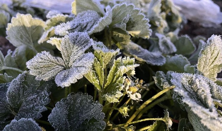 Заморозки спричинили шкоду європейським садівникам