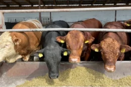 «МХП-Баффало» посилила генетику м'ясної ВРХ