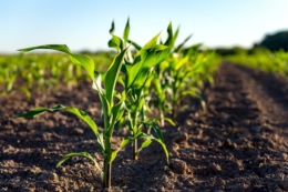 «Страховий удар» по бур’янах: як захистити посіви кукурудзи