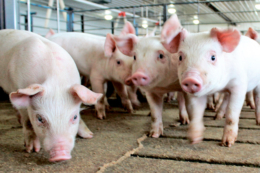 Як «Ґудвеллі Україна» зменшує собівартість виробництва свинини