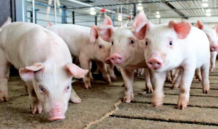 Як «Ґудвеллі Україна» зменшує собівартість виробництва свинини