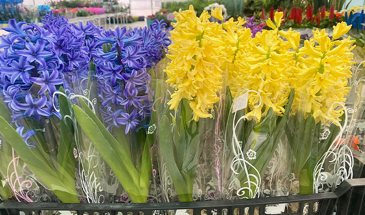 Фермерське господарство «Пан Білан» нарощує виробництво завдяки креативності працівників